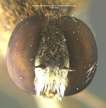 Media type: image;   Entomology 12684 Aspect: head frontal view